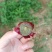 江苏句容丁庄露天巨峰葡萄