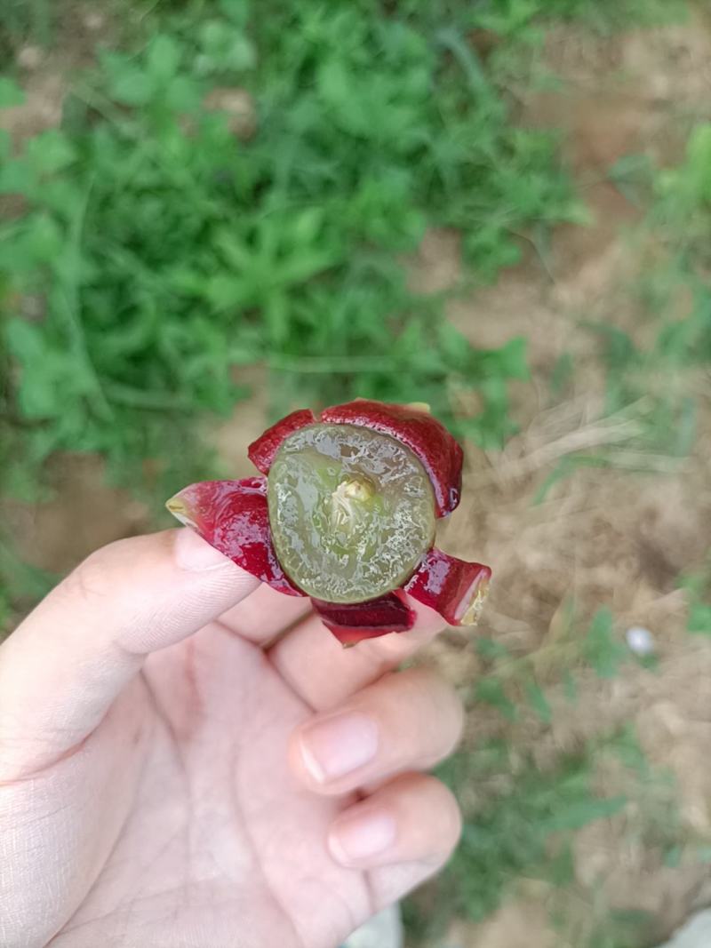 江苏句容丁庄露天巨峰葡萄