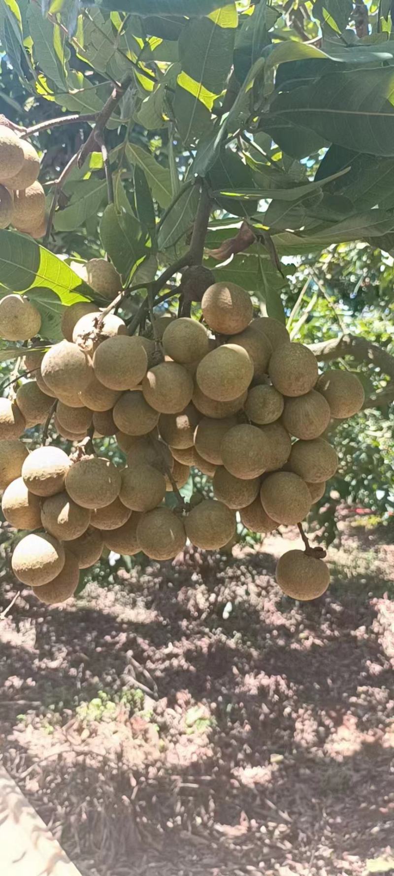 【热销】廉江超靓石硖龙眼大量上市果头均匀皮薄肉厚甜蜜可口