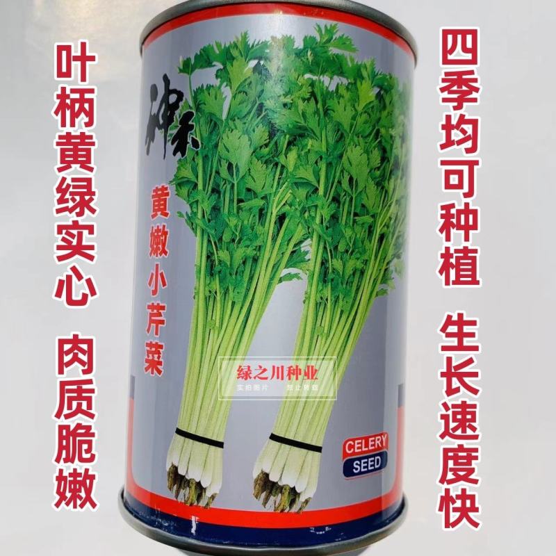 四季速生黄嫩小芹清香小芹菜种籽抽苔晚叶柄黄绿实心特高产