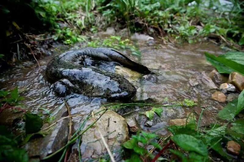 海南鹦歌岭山泉水娃娃鱼直供岛内包邮