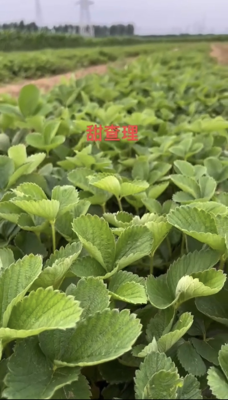 章姬草莓苗草莓苗，随株草莓苗，一手货源全国包邮