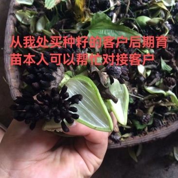 对叶百部种子出售，属于高产品种
