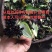 对叶百部种子出售，属于高产品种