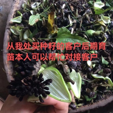对叶百部种子