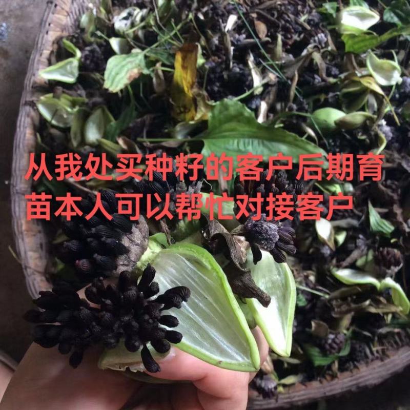 对叶百部种子