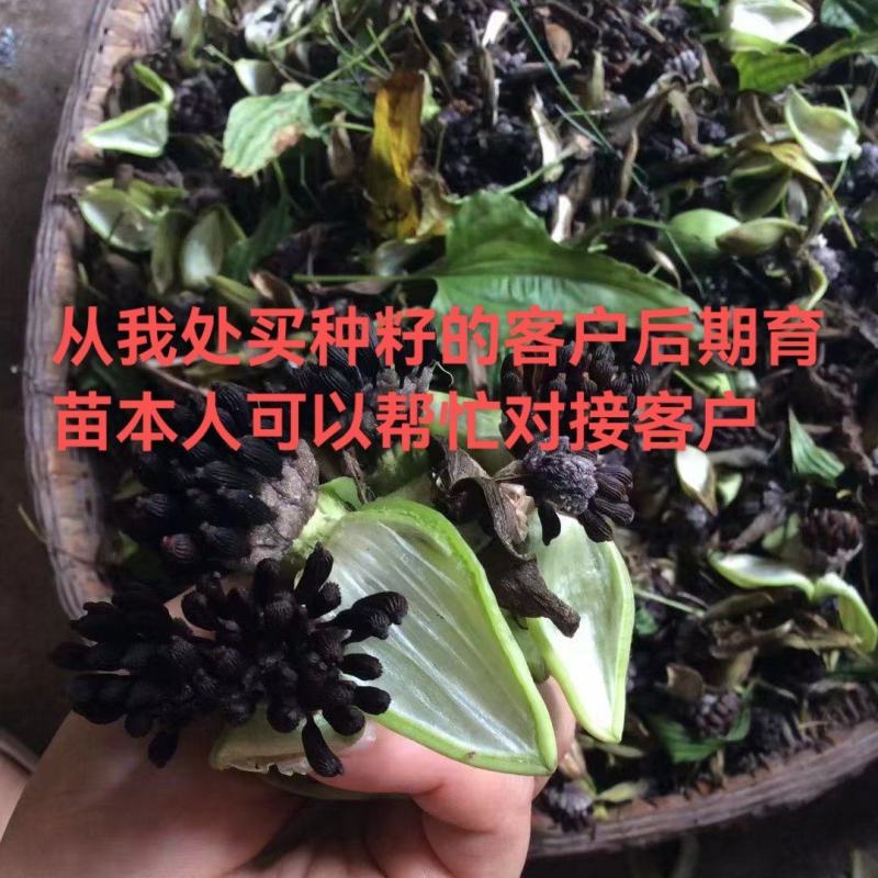 高产对叶百部种子