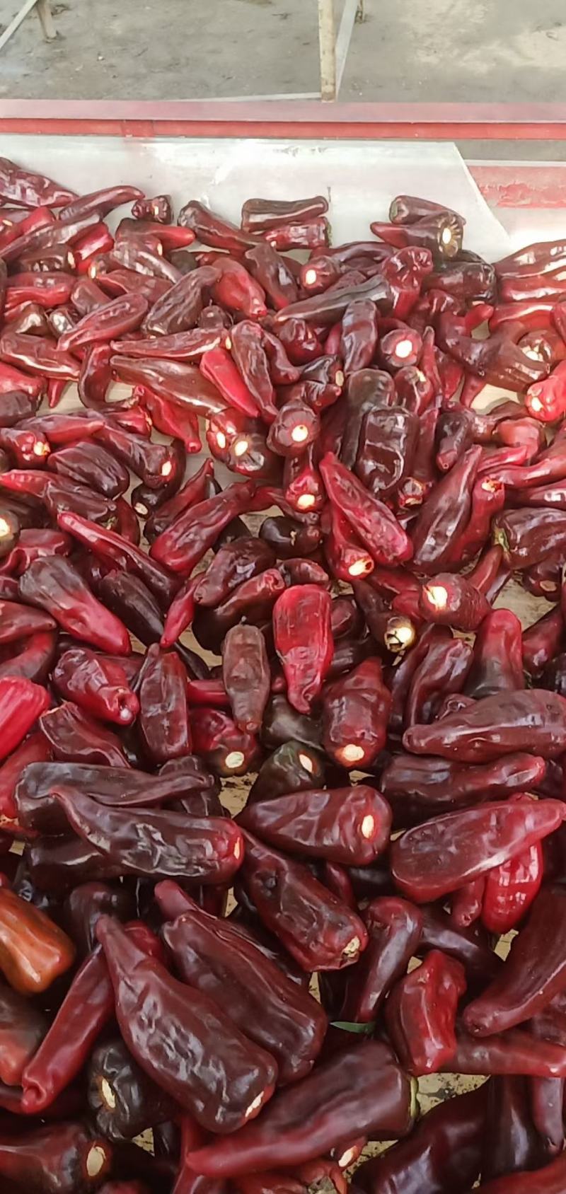金塔辣椒，红辣辣，带把，不带把都有，市场，打酱剁椒都行