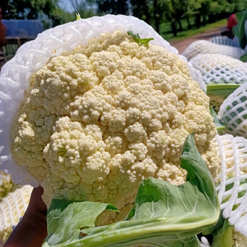 张家囗坝上松花菜