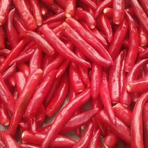 金塔辣椒，北京红，剁椒，打酱，速冻均可，一吨起批。