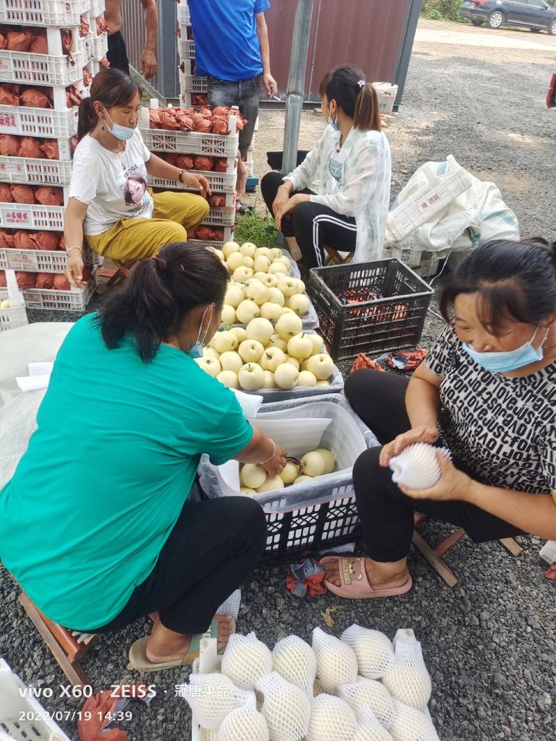 梨【供应各种品种：绿宝石梨、白宝石梨、黄金梨、丰水梨】