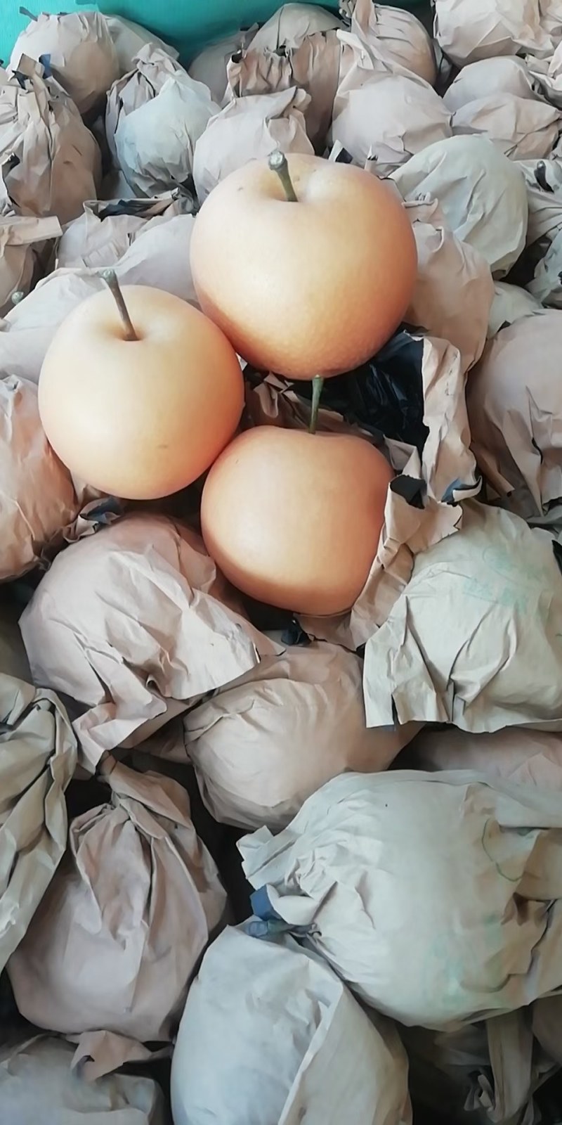 主营：黄金梨、丰水梨，圆黄梨，秋月梨。诚信经营，质量保证