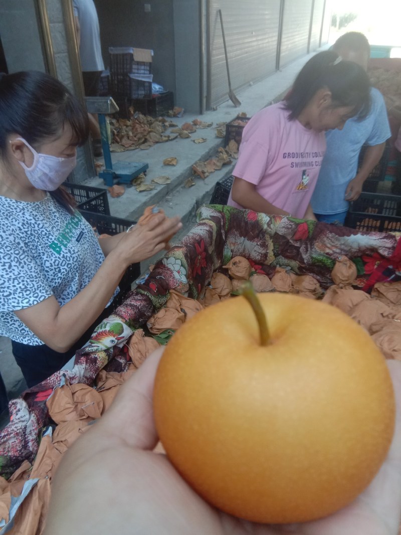 主营：黄金梨、丰水梨，圆黄梨，秋月梨。诚信经营，质量保证