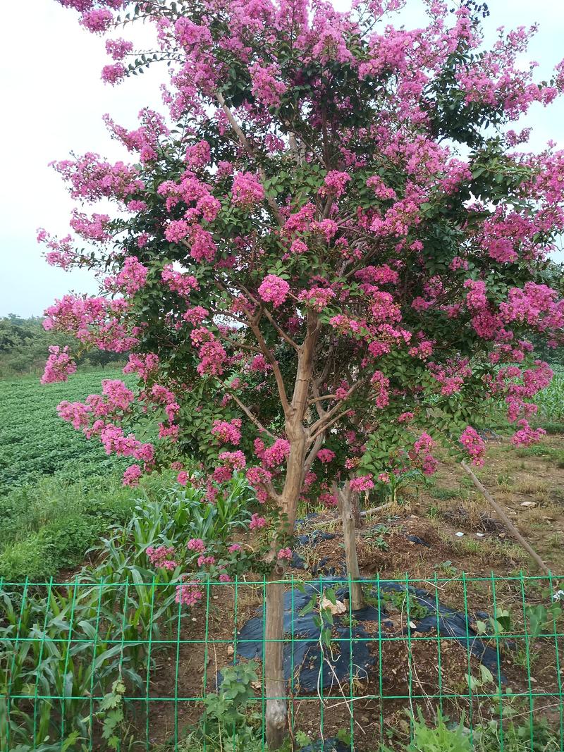 红花紫薇高杆的电话联系