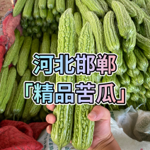 河北邯郸「精品苦瓜」条形好，产地直供，货源充足诚信代收！