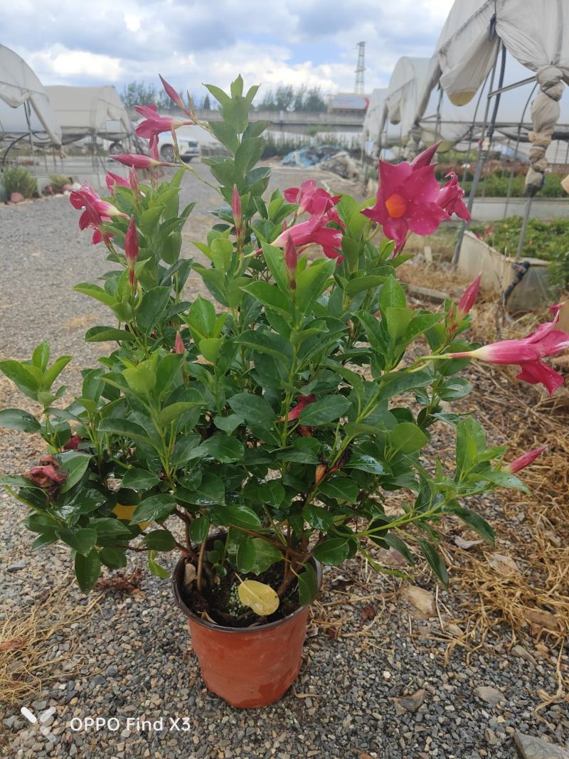富贵红120盆苗。160盆苗。欢迎选购咨询实地考察