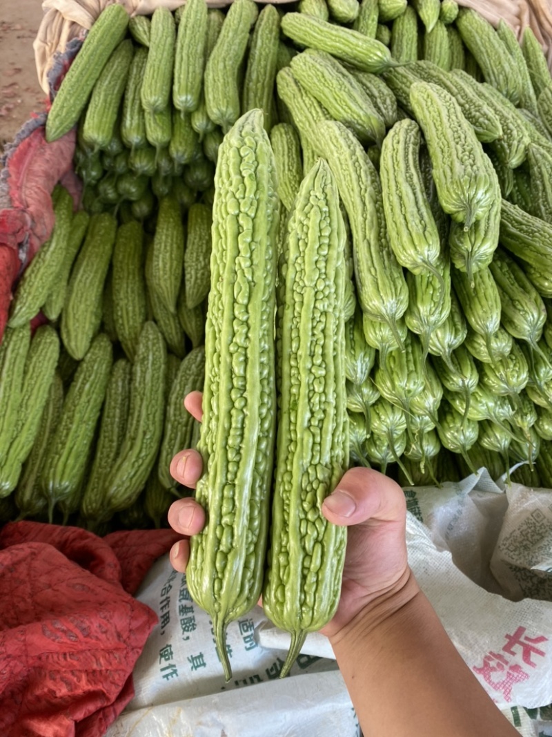 河北邯郸「精品苦瓜」条形好，产地直供，货源充足诚信代收！
