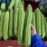 河北邯郸「精品苦瓜」条形好，产地直供，货源充足诚信代收！