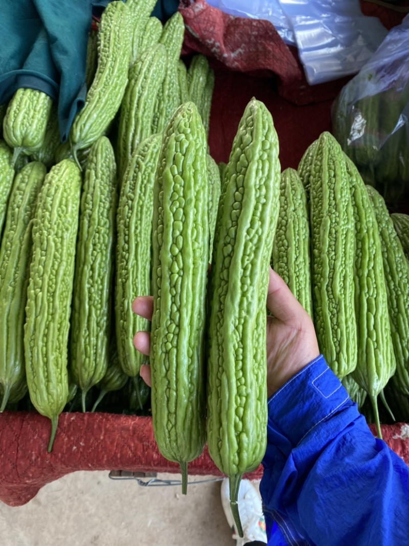 河北邯郸「精品苦瓜」条形好，产地直供，货源充足诚信代收！