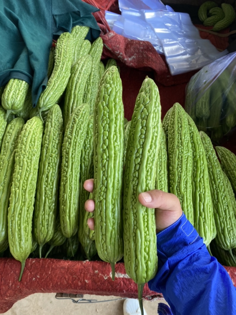 河北邯郸「精品苦瓜」条形好，产地直供，货源充足诚信代收！