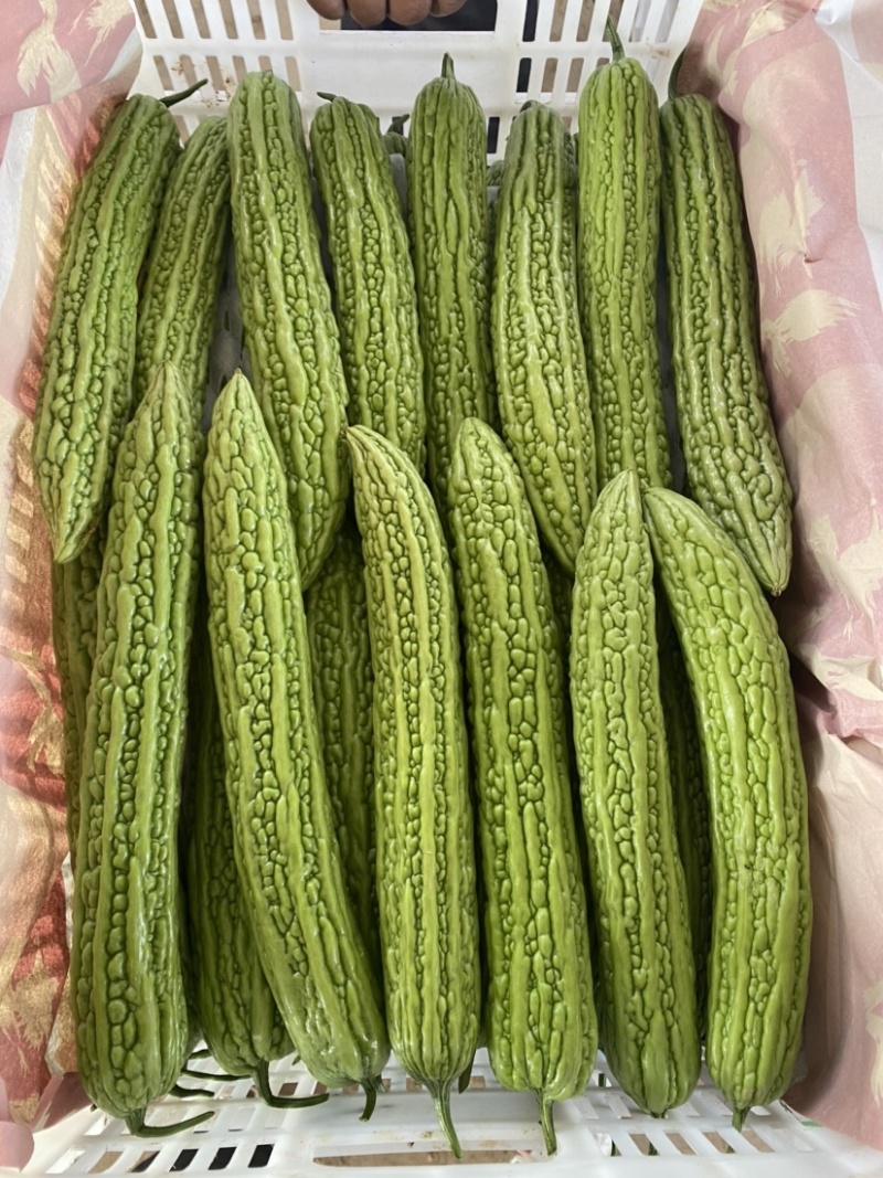 河北邯郸「精品苦瓜」条形好，产地直供，货源充足诚信代收！