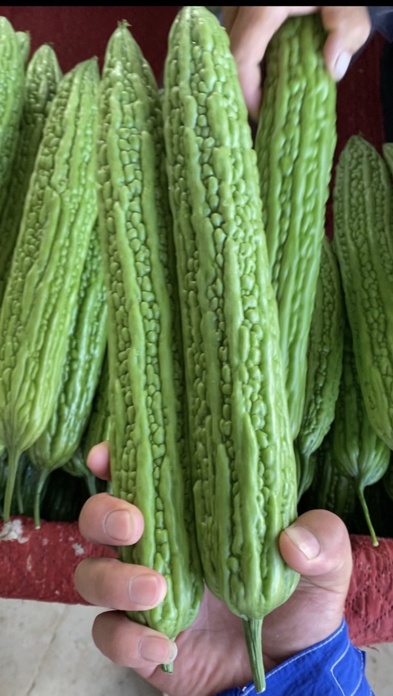 河北邯郸「精品苦瓜」条形好，产地直供，货源充足诚信代收！