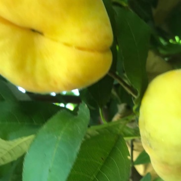 毛蟠11