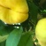 毛蟠11