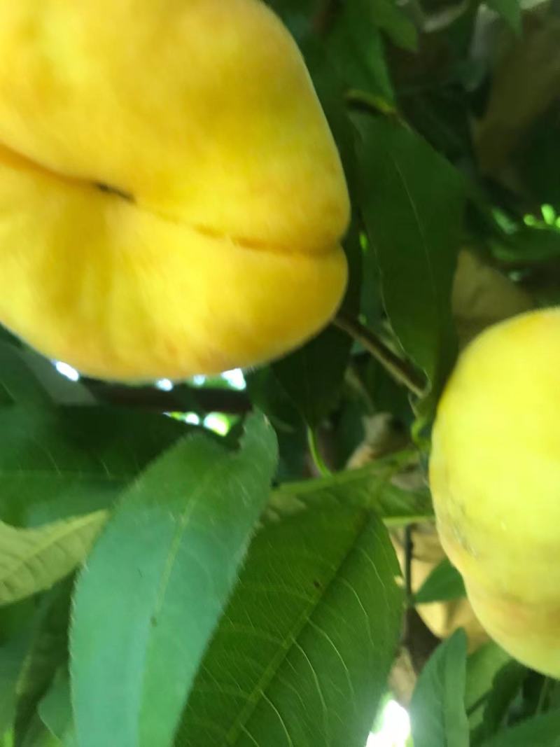 毛蟠11