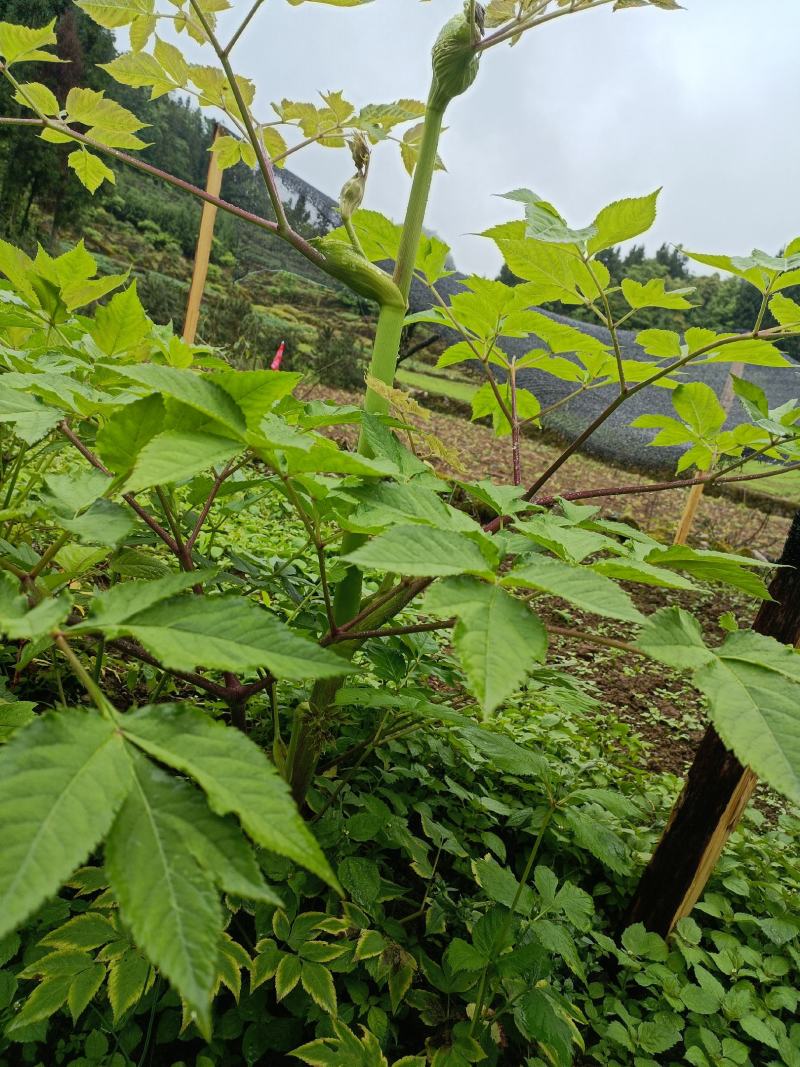 肉独活，高山肉独活，含量高，现挖现发量大