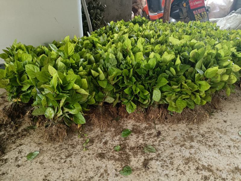 虎杖苗，当年苗，露天育苗，肉虎杖，符合药典要求。