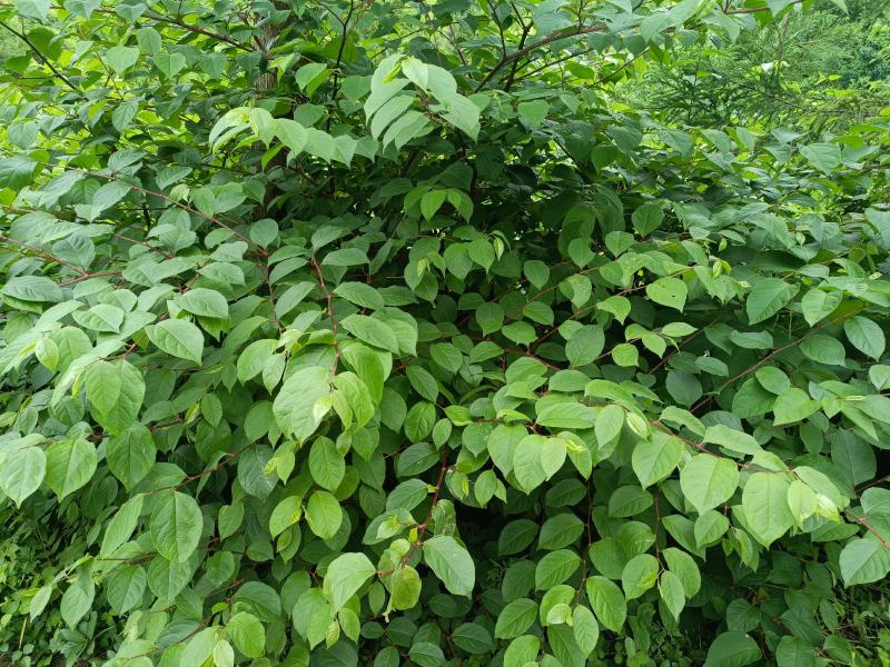 虎杖苗，当年苗，露天育苗，肉虎杖，符合药典要求。