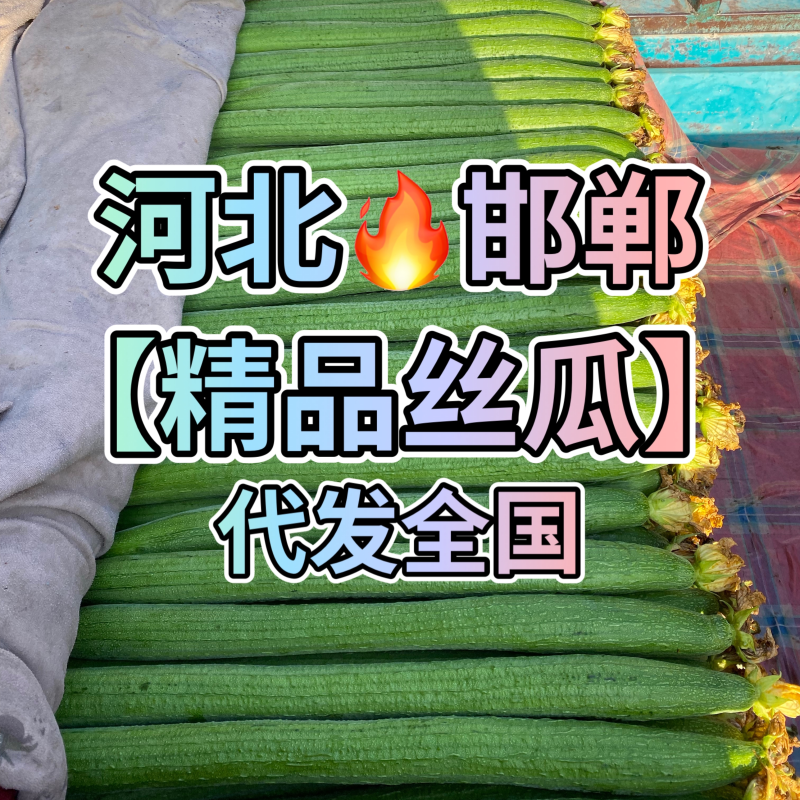邯郸【精品丝瓜】大量上市中产地直发代发全国欢迎采购