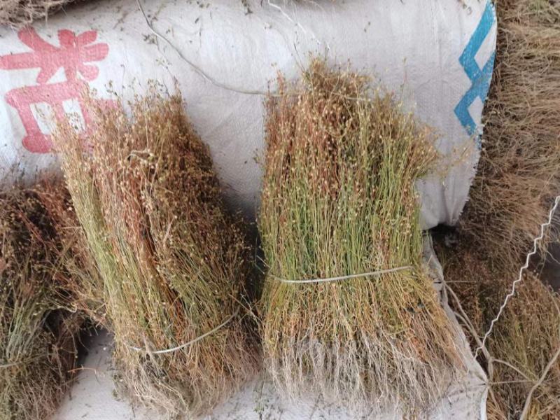 四叶莲干货，今年刚晒四叶莲
