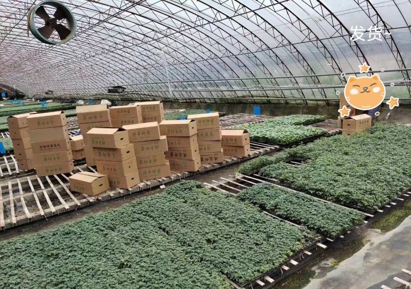 【采摘园】甜椒苗紫色黑色红色白色粉色种类齐全