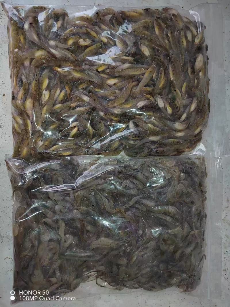 湖南水库河虾