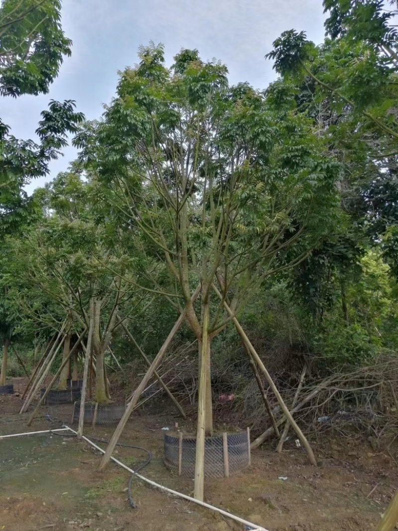 大量出售各规的人面子价格优惠有须联系我价格优惠