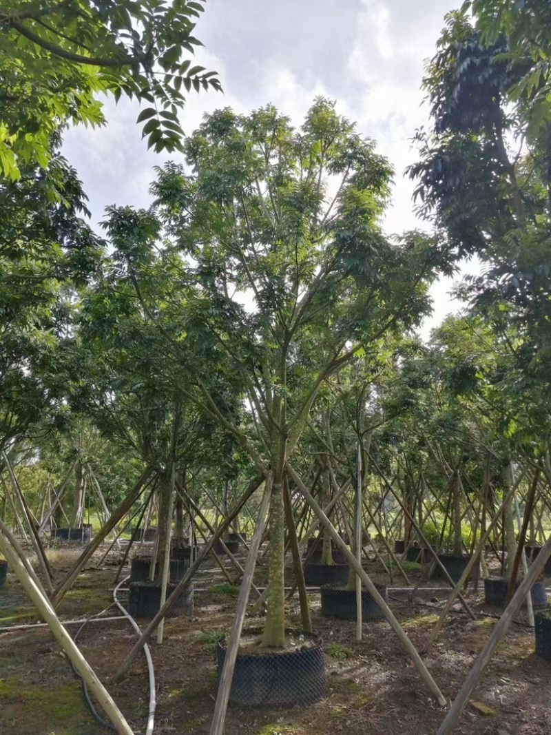 大量出售各规的人面子价格优惠有须联系我价格优惠