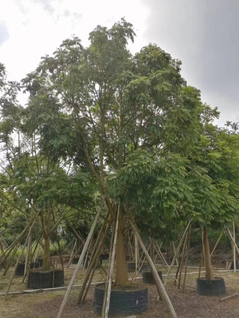 大量出售各规的人面子价格优惠有须联系我价格优惠