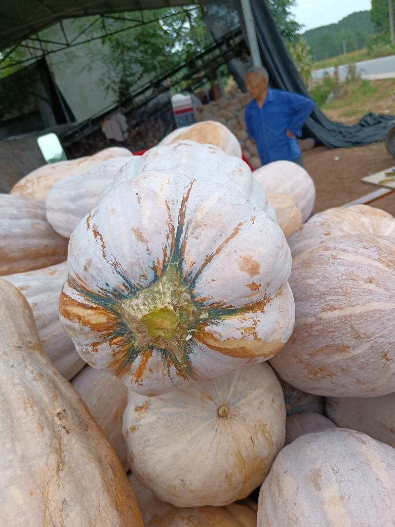四川黄狼南瓜