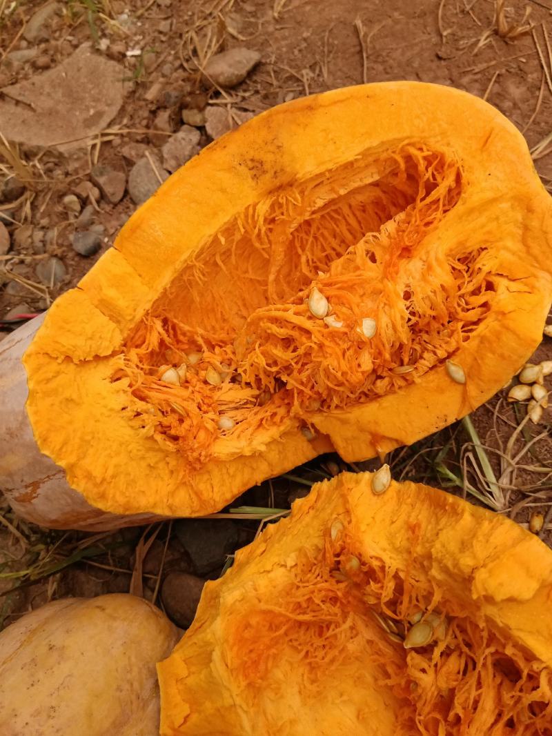 四川黄狼南瓜