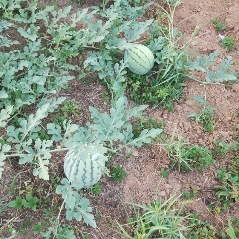 山地麟麟瓜