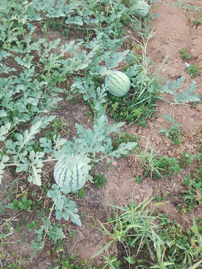 山地麟麟瓜