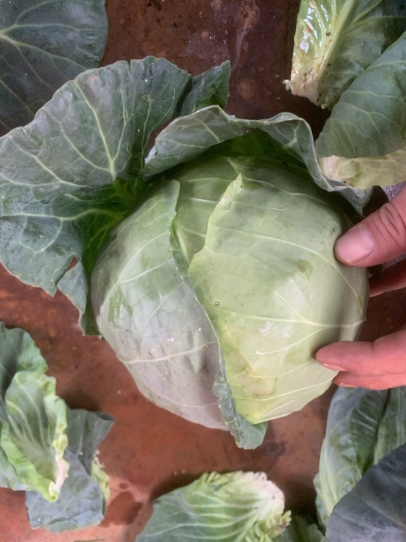 大量现货供应充足