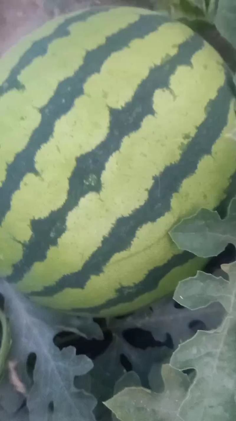 西瓜