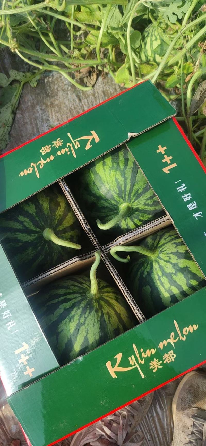 西瓜