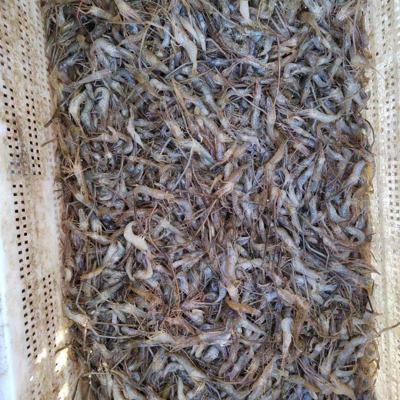 湖南娄底河虾