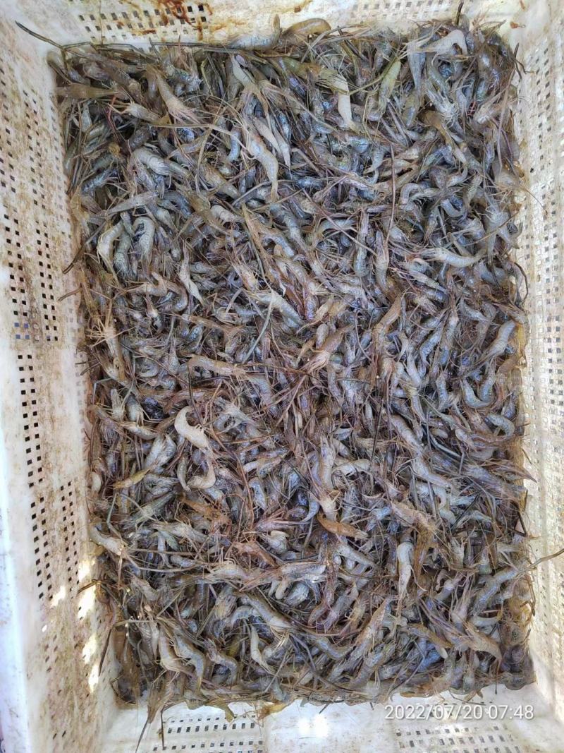 湖南娄底河虾