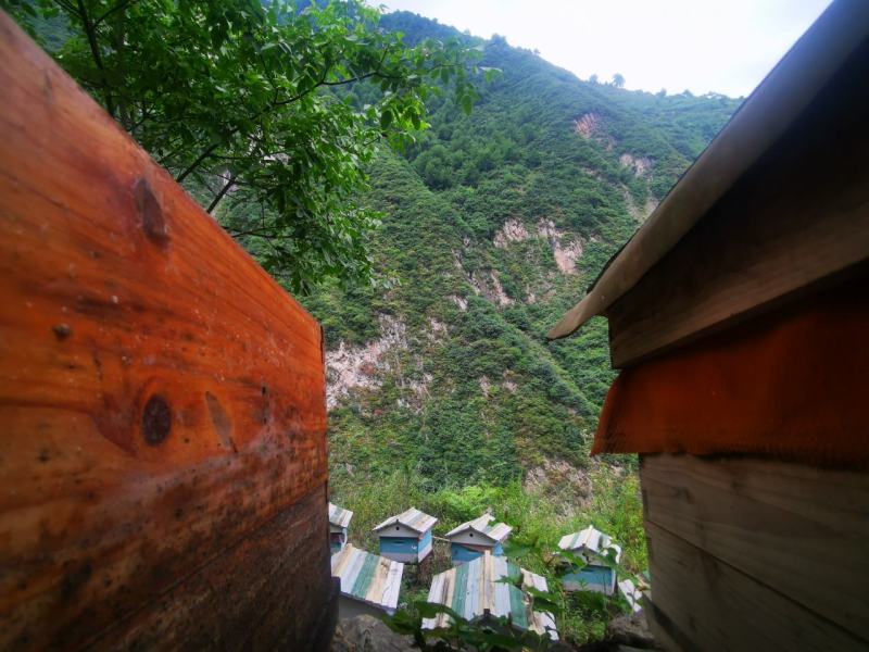 汶川高山百花蜂蜜