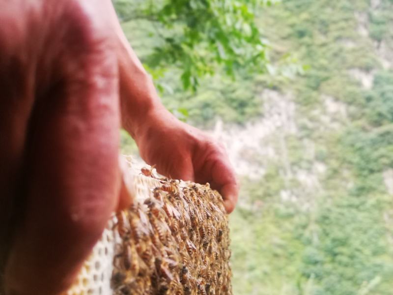 汶川高山百花蜂蜜